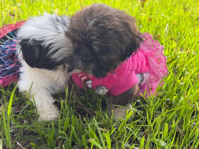 Lindas filhotes de shih tzu fêmea