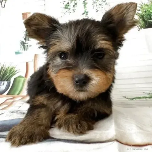 Cãozinho temperamento alegre Yorkshire/York