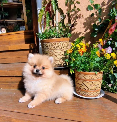 Spitz Alemão Pequeno