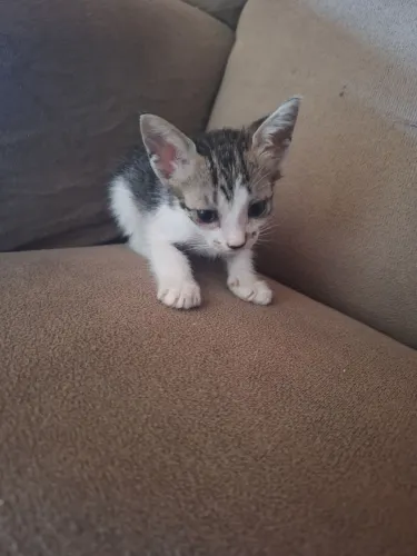 Doação de gatos ?