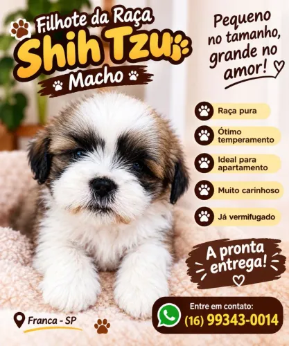 SHIH TZU