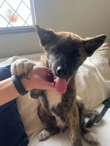 Filhote de akita