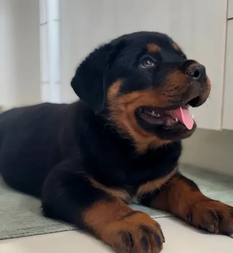 Filhotes de Rottweiler | Pet para quem ama carinho.