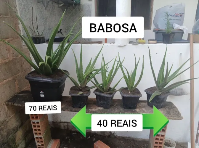 PLANTA BABOSA