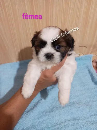 Vende se shitzu puro 