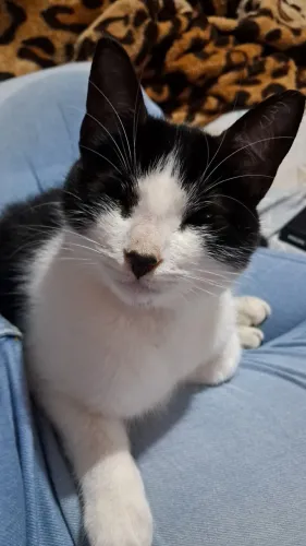 Casal de gatinhos frajolas castrados para doar