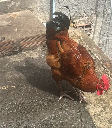 Galo mestiço Brahma saudável 