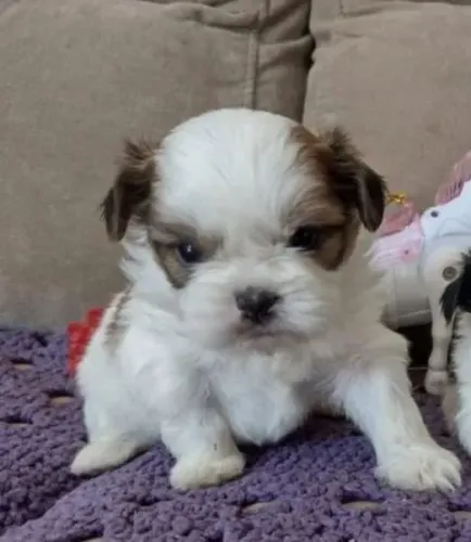 Lhasa Apso Filhotes Premium. 