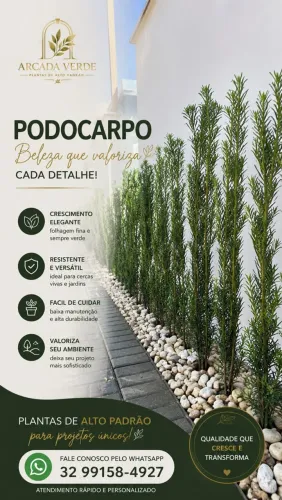 Podocarpo