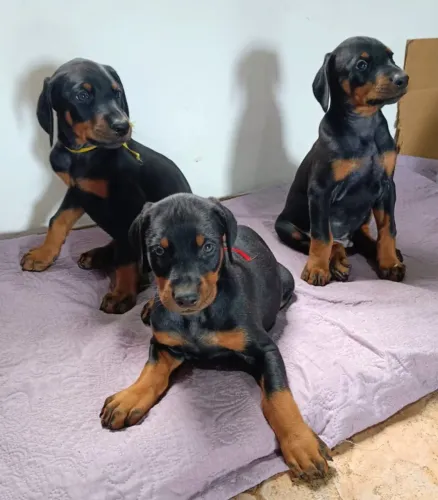 Filhote de Doberman