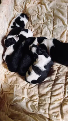 Filhote de border collie disponível para venda