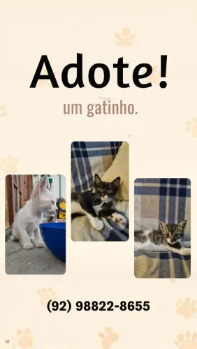 Gatinhos para adoção