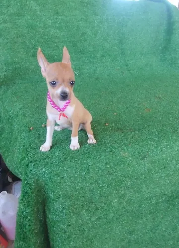 Pinscher adestrada menina linda linda rsrsr