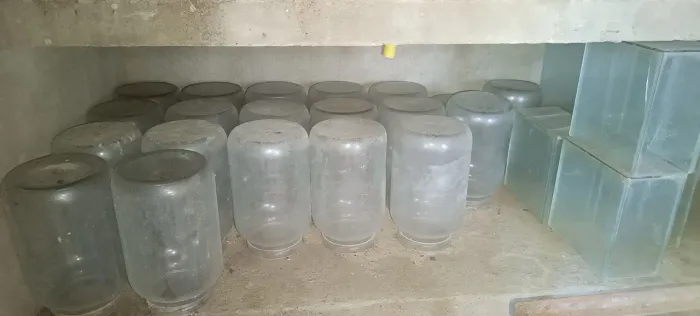 Vidros Para Criação de Betta