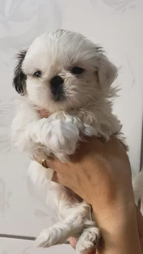 Shitzu