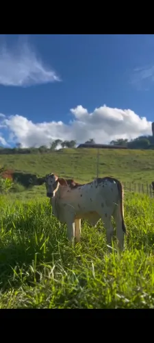 Bezerro nelore pintado cara limpa 