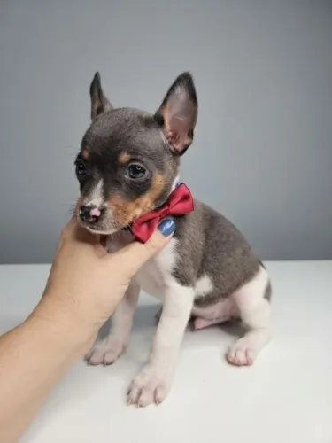 Pinscher Menino Pequeno e Muito Especial