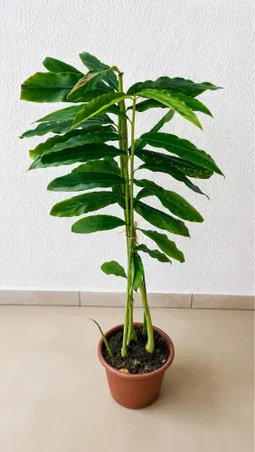 Vendo Planta Bastão do Imperador