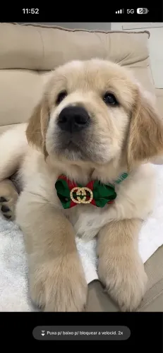 Golden Retrivier disponível