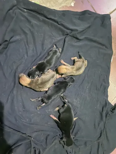 Pinscher para reservas