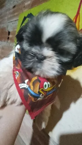 Cachorros