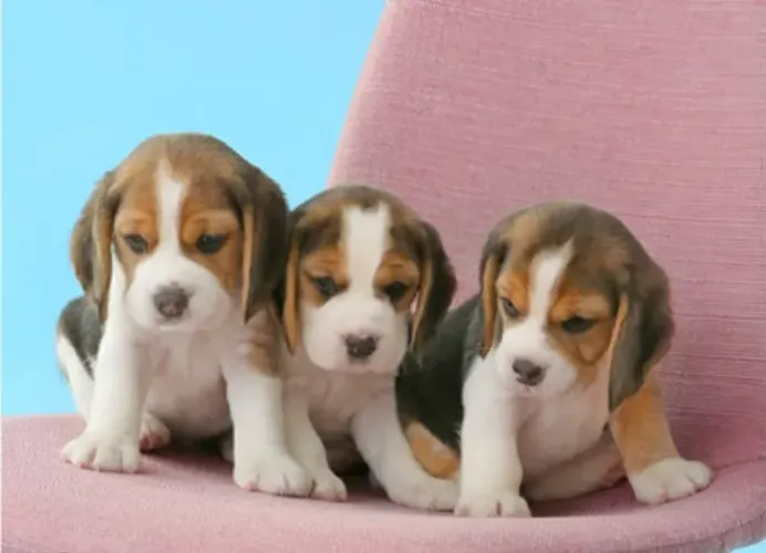 Beagle Mini Filhotes Tricolores Belíssimos.