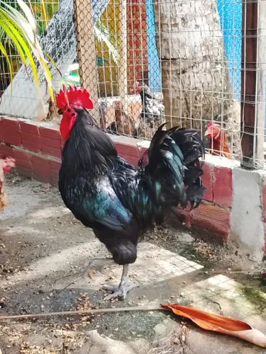Vendo