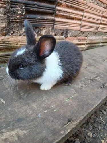 Filhote de coelho Frajola ?