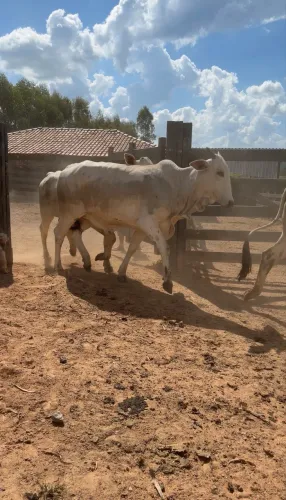 Novilhas Nelore PO com prenhez confirmada 
