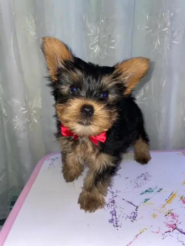 Yorkshire Terrier macho disponível!