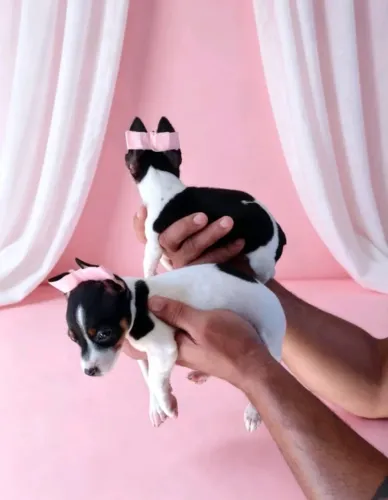Animais fofinhos 