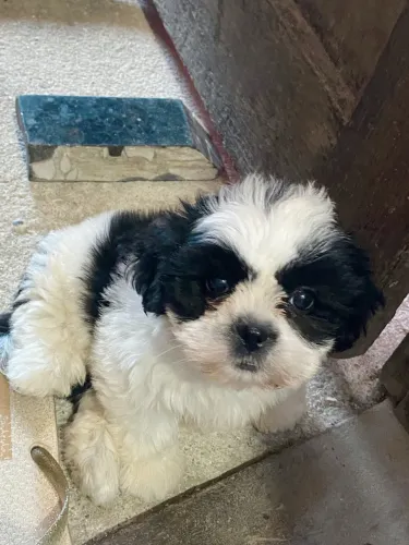 Shih tzu fofinho 