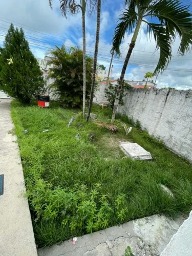 Limpeza De Matos