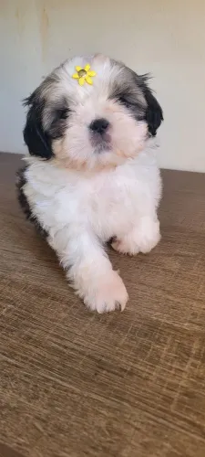 Shihtzu Fêmea pronta entrega