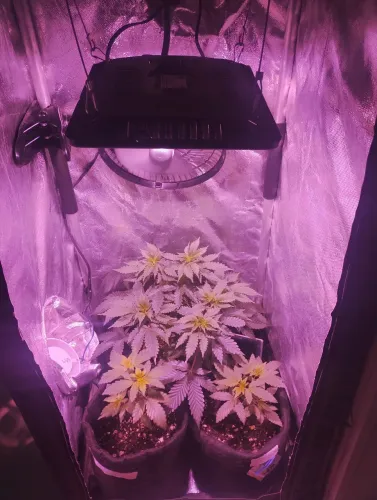 Vendo grow estufa top 