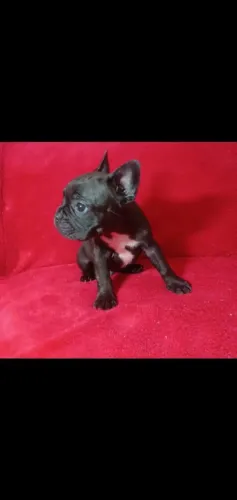 Filhotes de Buldogue Francês a venda 