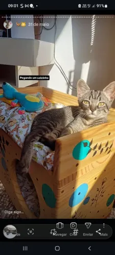 Casinha para gato/cachorro