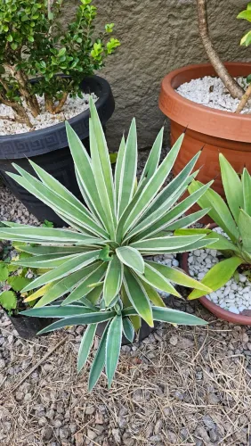 Planta Agave