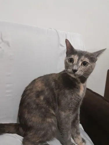 Gata fêmea 1 ano de vida pra adoção