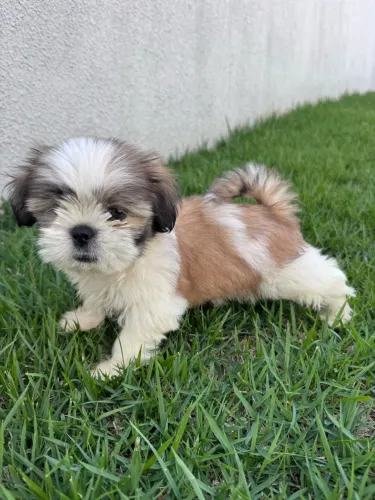 Vendo cachorro shih tzu