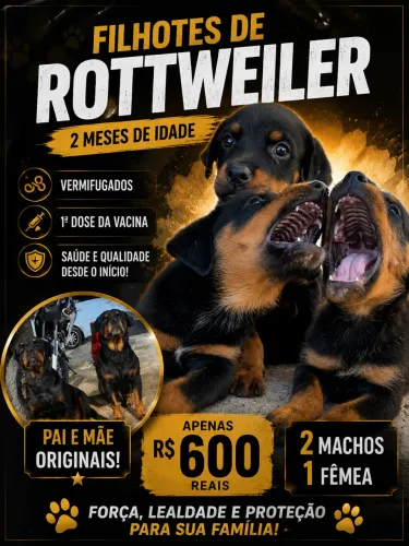 Filhotes de Rottweiler
