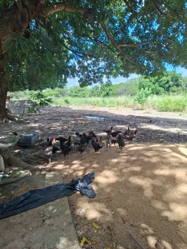Frangos caipira