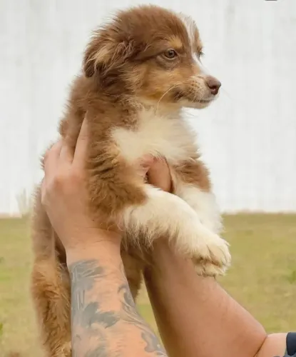 Filhote de Pastor Australiano com Pedigree 