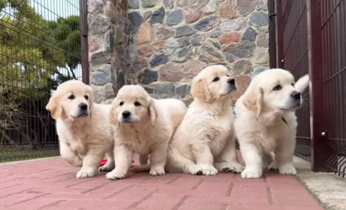 Filhotes de Golden Retriever | Uma companhia canina para chamar de sua!