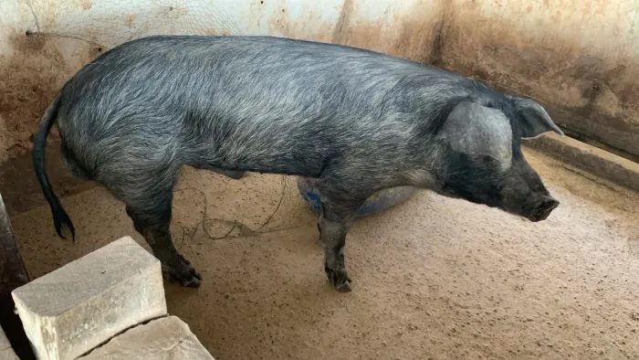 Vendo leitões e cachaço da raça Moura