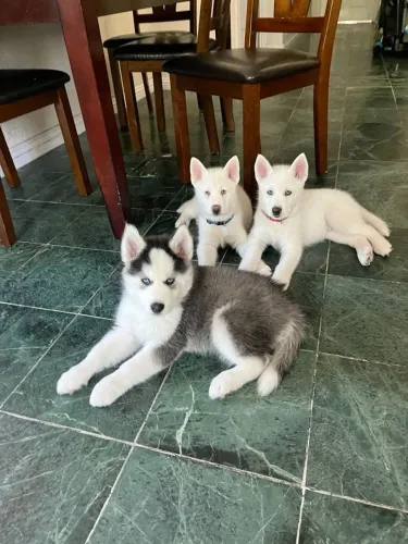 Husky siberiano Seu futuro companheiro está nesta publicação