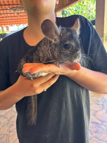 Chinchila adulta
