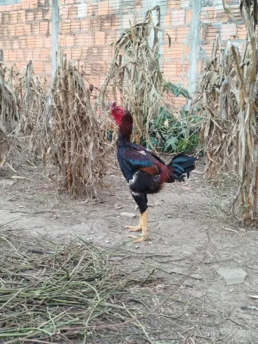 Galo índio gigante