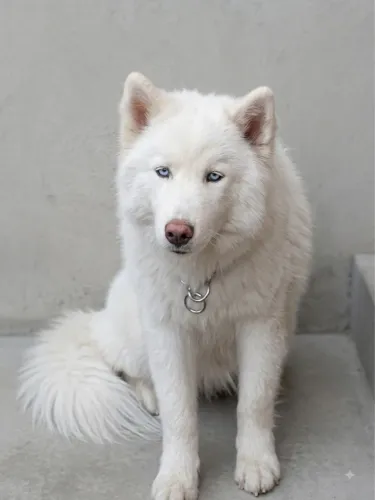 Husky siberiano branco 