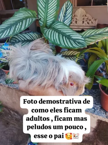 Porquinho da Índia peruanos macho e fêmea porquinhos peludos